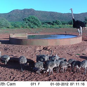 Trail Camera Namibia