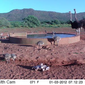 Trail Camera Namibia