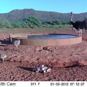 Trail Camera Namibia