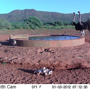 Trail Camera Namibia