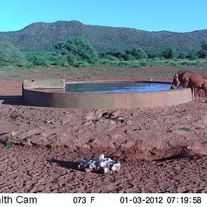 Trail Camera Namibia