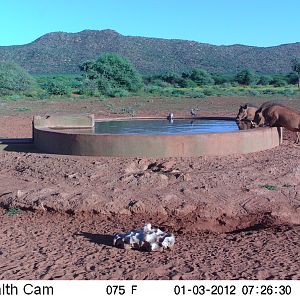 Trail Camera Namibia