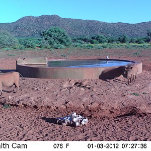 Trail Camera Namibia