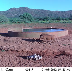 Trail Camera Namibia