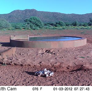 Trail Camera Namibia