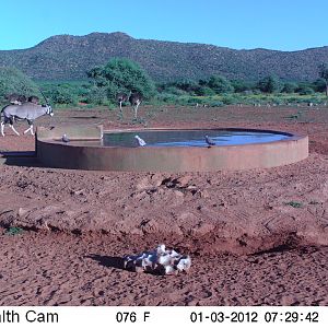 Trail Camera Namibia