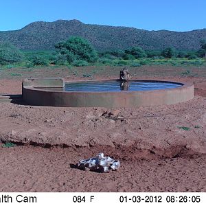 Trail Camera Namibia