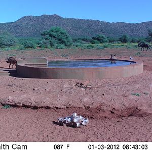 Trail Camera Namibia