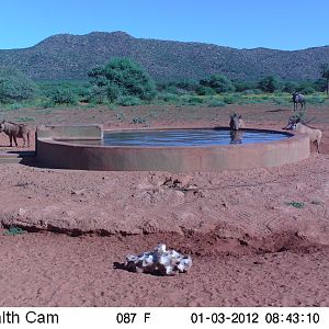 Trail Camera Namibia