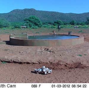 Trail Camera Namibia