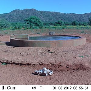 Trail Camera Namibia