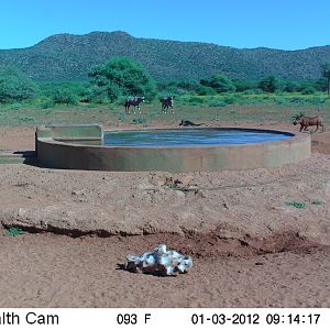 Trail Camera Namibia