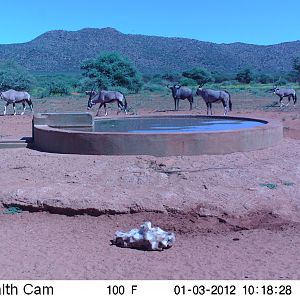 Trail Camera Namibia