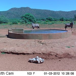 Trail Camera Namibia