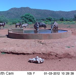 Trail Camera Namibia