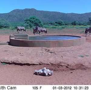 Trail Camera Namibia