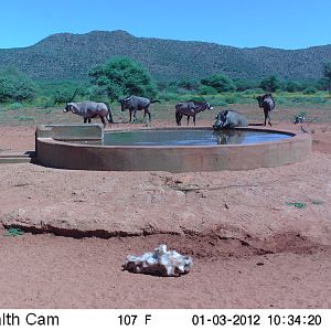 Trail Camera Namibia