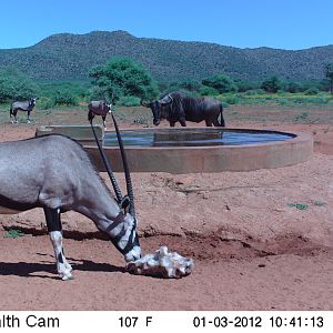 Trail Camera Namibia