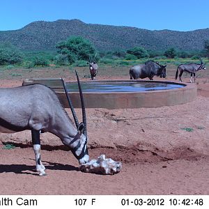 Trail Camera Namibia