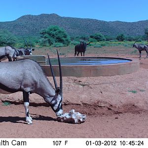 Trail Camera Namibia