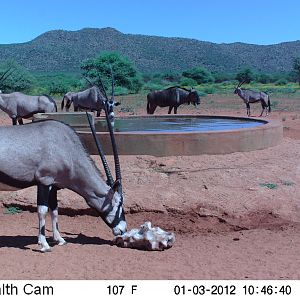 Trail Camera Namibia