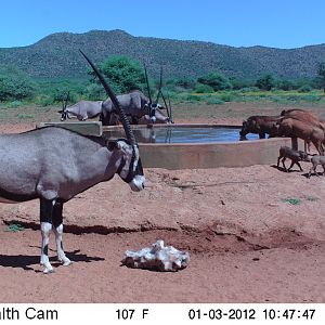 Trail Camera Namibia