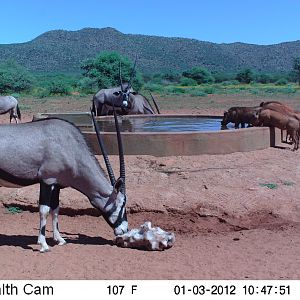 Trail Camera Namibia