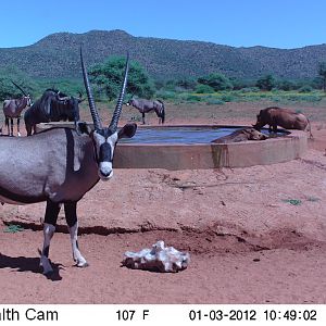 Trail Camera Namibia