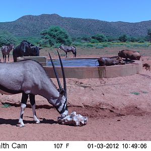 Trail Camera Namibia