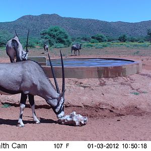 Trail Camera Namibia