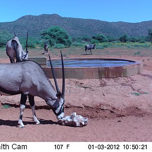 Trail Camera Namibia