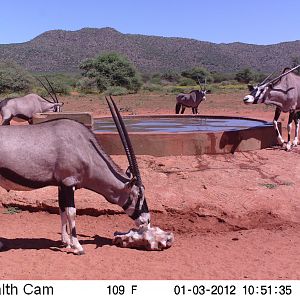 Trail Camera Namibia