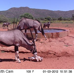 Trail Camera Namibia