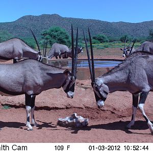 Trail Camera Namibia