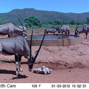 Trail Camera Namibia