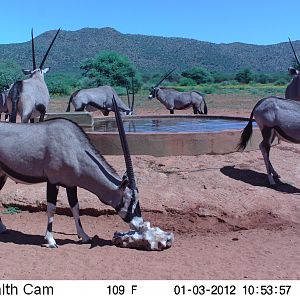 Trail Camera Namibia