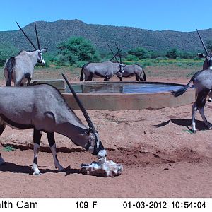 Trail Camera Namibia