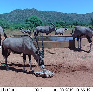 Trail Camera Namibia