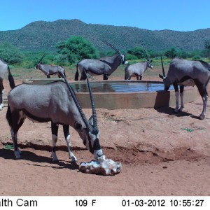 Trail Camera Namibia