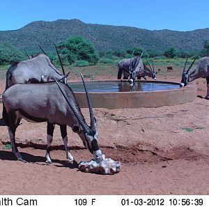 Trail Camera Namibia