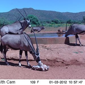 Trail Camera Namibia