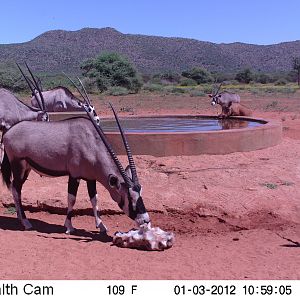 Trail Camera Namibia