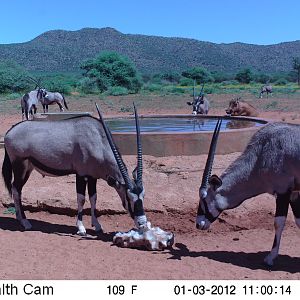 Trail Camera Namibia