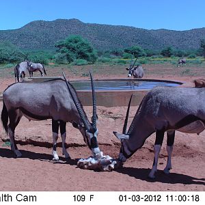 Trail Camera Namibia