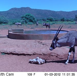 Trail Camera Namibia