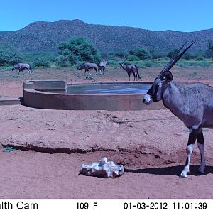 Trail Camera Namibia