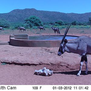 Trail Camera Namibia