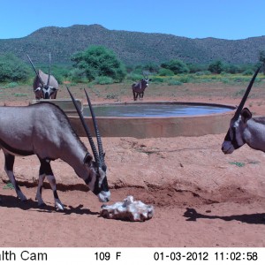 Trail Camera Namibia