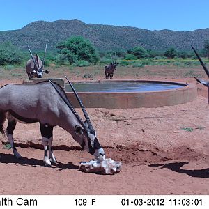 Trail Camera Namibia