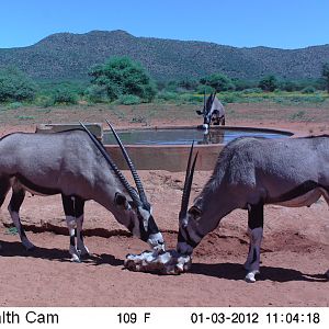 Trail Camera Namibia